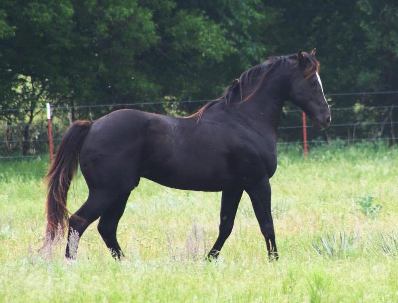 CF CHICKASAW WARRIOR